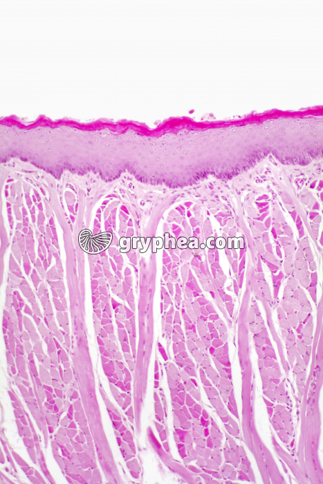 Langue CT x40 - gryphea.org